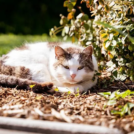 Chalé Rózsa Porta Zengővárkony