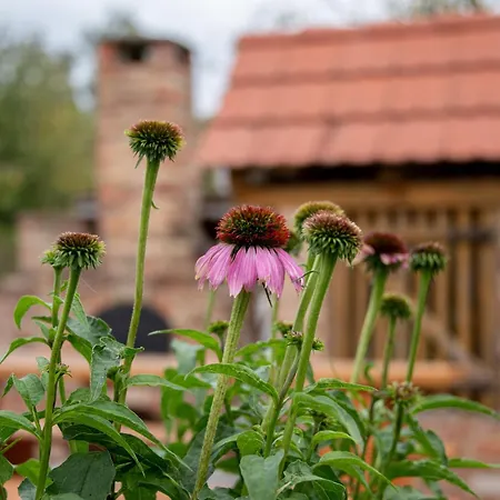Rozsa Porta Chalet *
